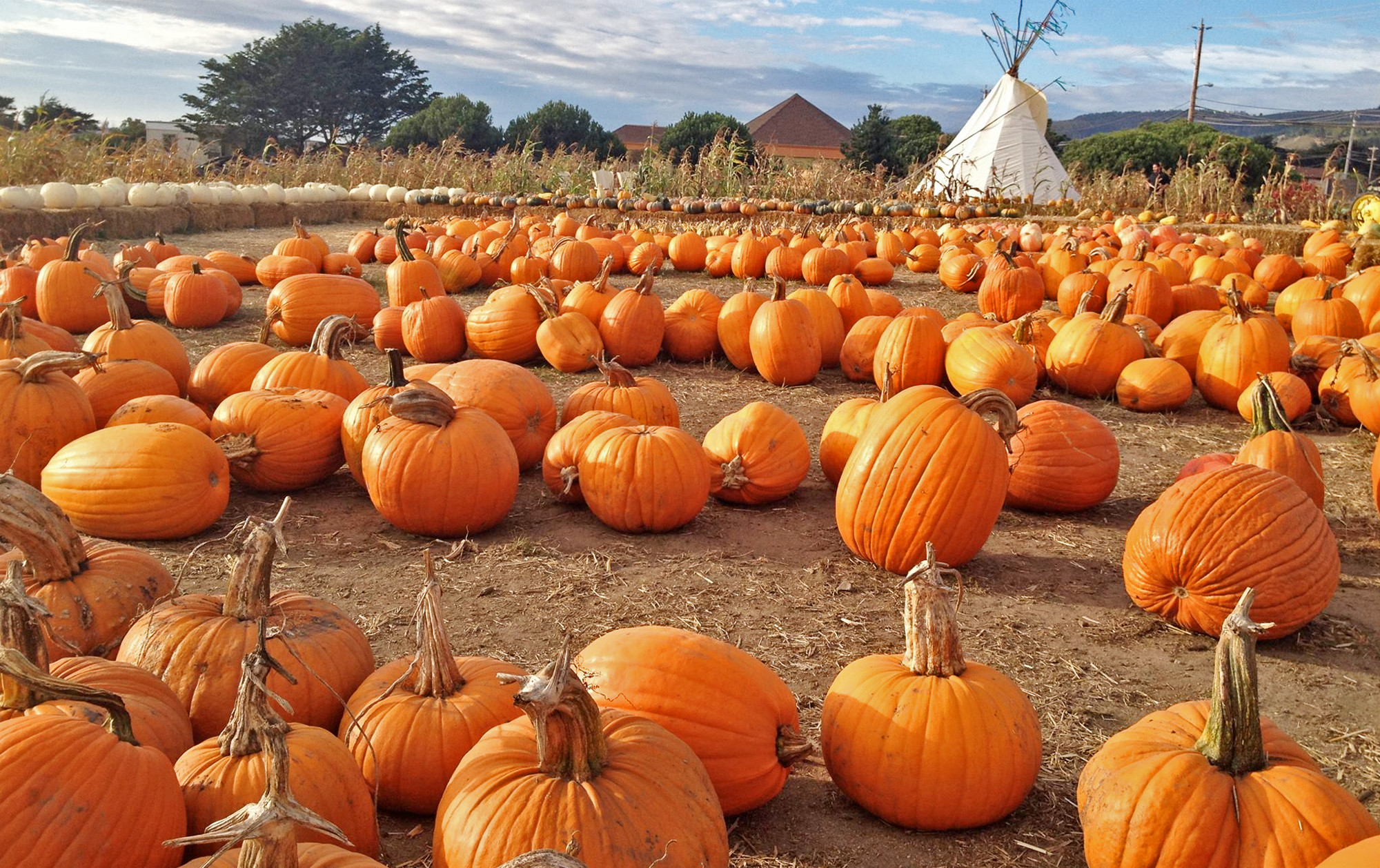 Farmer John's Pumpkin Farm